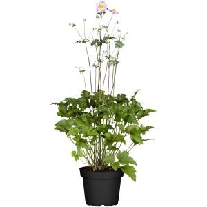 Rózsaszín őszi szellőrózsa (Anemone hupehensis) cserépben, kb. 23 cm Ø.