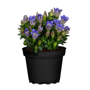 Kerti tárnics cserépben, kék-fehér virágok, kb. 11 cm-es cserépátmérő.
