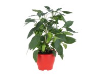 Zöldségnövény válogatás cserépátmérő 14 cm