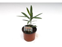 Oleander 10,5 cm Oleander 10,5 cm