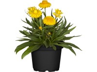 GROW by OBI szalmarózsa cserépátmérő 13 cm Xerochryum bracteatum GROW by OBI szalmarózsa cserépátmérő 13 cm Xerochryum bracteatum