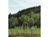 Karózó oszlop hegyes kazánnyomással impr. zöld 150 cm x 4 cm x 4 cm