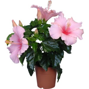 HibisQs hibiszkusz cserépben, különböző színekben, kb. 12 cm cserépátmérő. Rózsaszín virágú szobanövény.