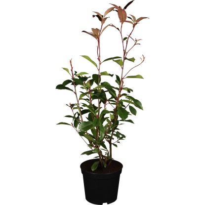 OBI korallberkenye "Red Robin" magassága kb. 60-80 cm cserepe kb. 10 l Photinia