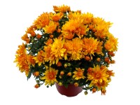 Krizantém különleges 12 cm-es cserépben
