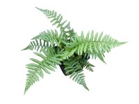 Páfrány mix 10,5 cm