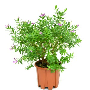 GROW by OBI Polygala myrtifolia 4 l-es cserépben, kb. 20-30 cm magas, dézsás növény lila virágokkal.