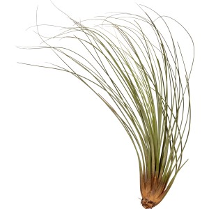 Tillandsia Mix: Dekoratív, könnyen kezelhető léggyökér növény modern otthonokba.