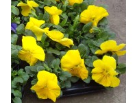 Viola - árvácska 9 cm