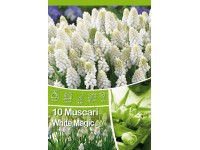 White Magic muscari