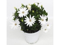 Afrikai aranyvirág cserépátmérő: kb. 14 cm Dimorphotheca Afrikai aranyvirág cserépátmérő: kb. 14 cm Dimorphotheca