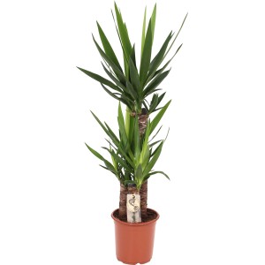 GROW by OBI Pálmaliliom (Yucca Elephantipes), kb. 95-120 cm magas, barna cserépben.