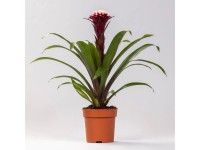 GROW by OBI GROW by OBI