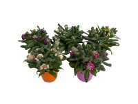 GROW by OBI nyári viola színválaszték kb. 27 cm Matthiola incana GROW by OBI nyári viola színválaszték kb. 27 cm Matthiola incana