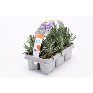 6 darabos GROW by OBI Hidcote levendula (Lavandula angustifolia) ültetőtálcában.