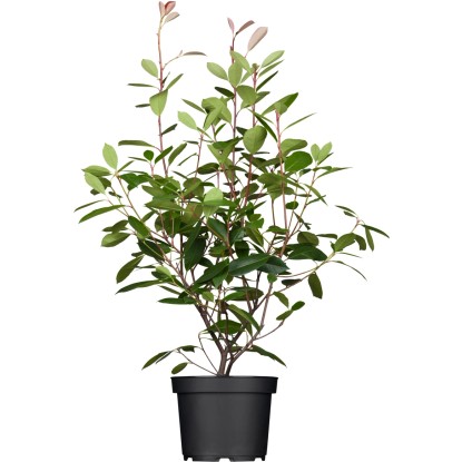 OBI korallberkenye "Red Robin" magassága kb. 40-50 cm cserepe kb. 3 l Photinia