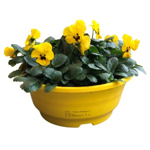 Sárga szarvacskás árvácska (Viola cornuta) cserépben, erkélyre és teraszra.