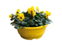 Szarvacskás árvácska választható színben cserépmagasság kb. 25 cm