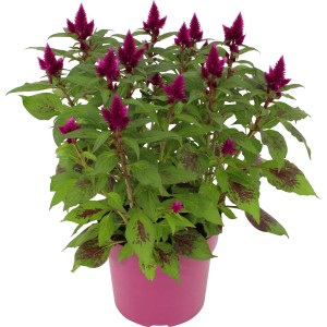 Deep Purple Celosia cserépben, lila virágzat, cserepes növény erkélyre és teraszra.