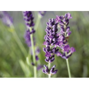 Közeli kép virágzó, lila levenduláról (Lavandula Angustifolia) cserépben.