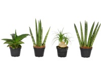 Mini zöldnövények 