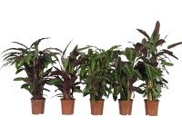Zebralevél cserépátmérő: kb. 21 cm (Calathea)