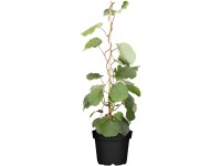 OBI kiwi (Actinidia) magassága kb. 20-30 cm kb.: 2 l-es konténerben