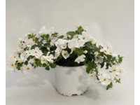 Bacopa fehér 10,5 cm cserépben Bacopa fehér 10,5 cm cserépben