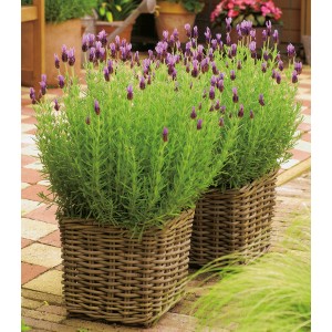 OBI Levendula Anouk cserépben (kb. 17 cm), Lavandula stoechas, lila virágokkal.