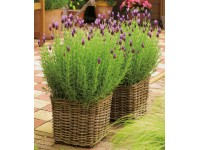 GROW by OBI Tricolor francia levendula cserépátmérő kb. 18 cm