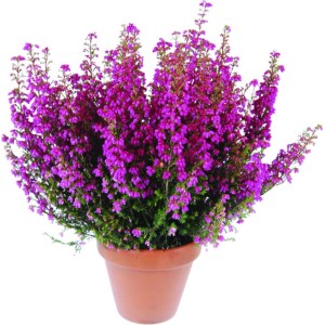 Piros harangvirág cserépben, kb. 11 cm Ø, piros virágú hangafű.