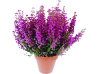 Vékony hanga (Erica gracilis) cserépátmérő kb. 11 cm Vékony hanga (Erica gracilis) cserépátmérő kb. 11 cm