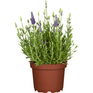 GROW by OBI Igazi levendula cserépben, kb. 13 cm Ø, Lavandula angustifolia.