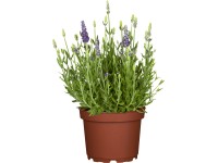 GROW by OBI közönséges levendula cserépátmérő kb. 13 cm Lavandula angustifolia