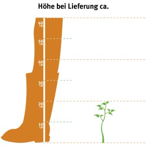 Méret összehasonlítás: Stricta Blue boróka, magassága kb. 10-20 cm 2 literes cserépben.