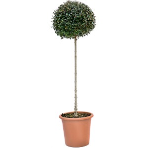 GROW by OBI Ionos fagyal gömb alakú fa cserépben, kb. 100 cm magas.