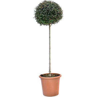 GROW by OBI Ionos fagyal gömb alakú fa cserépben, kb. 100 cm magas.