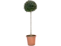 OBI aprólevelű fagyal magassága kb. 100 cm cserepe kb. 18 l Ligustrum ionandrum OBI aprólevelű fagyal magassága kb. 100 cm cserepe kb. 18 l Ligustrum ionandrum