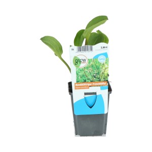 Rózsaszín békatutaj 9 cm-es cserépben, Alisma parviflorum, kerti tavakhoz és vizes élőhelyekhez.
