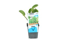 OBI kereklevelű hídőr rózsaszín cserépátmérő: kb. 9 cm Alisma parviflorum