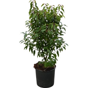 Portugál babérmeggy Angustifolia cserépben, kb. 70 cm magas, örökzöld.