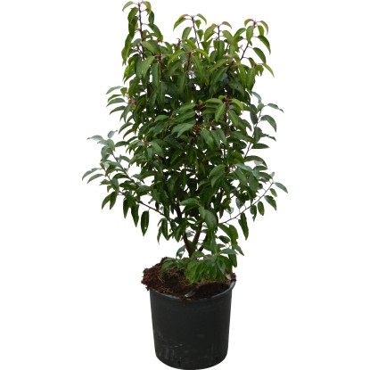 OBI portugál babérmeggy "Angustifolia" mag. kb. 70 cm cserép kb. 10 l Prunus