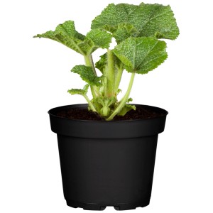 Kerti mályvarózsa Pleniflora Rosa cserépben, sötét rózsaszín, ágyásokba és konténerekbe.