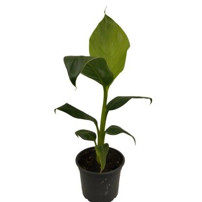 Banán mix 12 cm