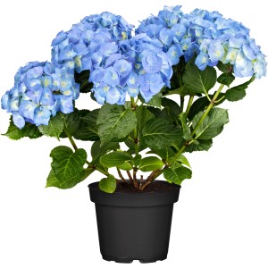 Kék Bauernhortensie Blue Ballad cserépben, kb. 30-40 cm magas.
