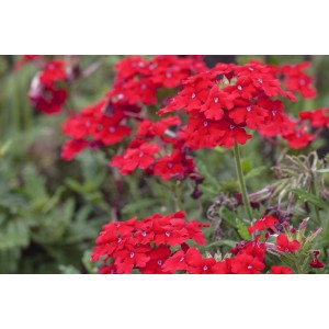 Piros verbéna (Verbena hybride) cserépben, vonzó, álló növény erkélyre és kertbe.