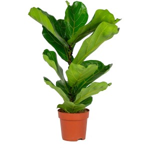 Lírafikusz (Ficus lyrata) cserépben, kb. 65-75 cm magas, zöld levelek.