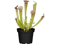Kürtvirág cserépátmérő: kb. 12 cm Sarracenia Kürtvirág cserépátmérő: kb. 12 cm Sarracenia