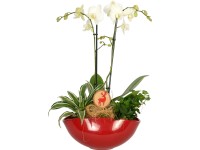 Tavaszi kompozíció orchideával cserépátmérő: kb. 25 cm