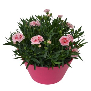 Rózsaszín-fehér kerti szegfű rózsaszín cserépben, kb. 19 cm Ø. Dianthus caryophyllus, ideális ágyásokba és erkélyekre.